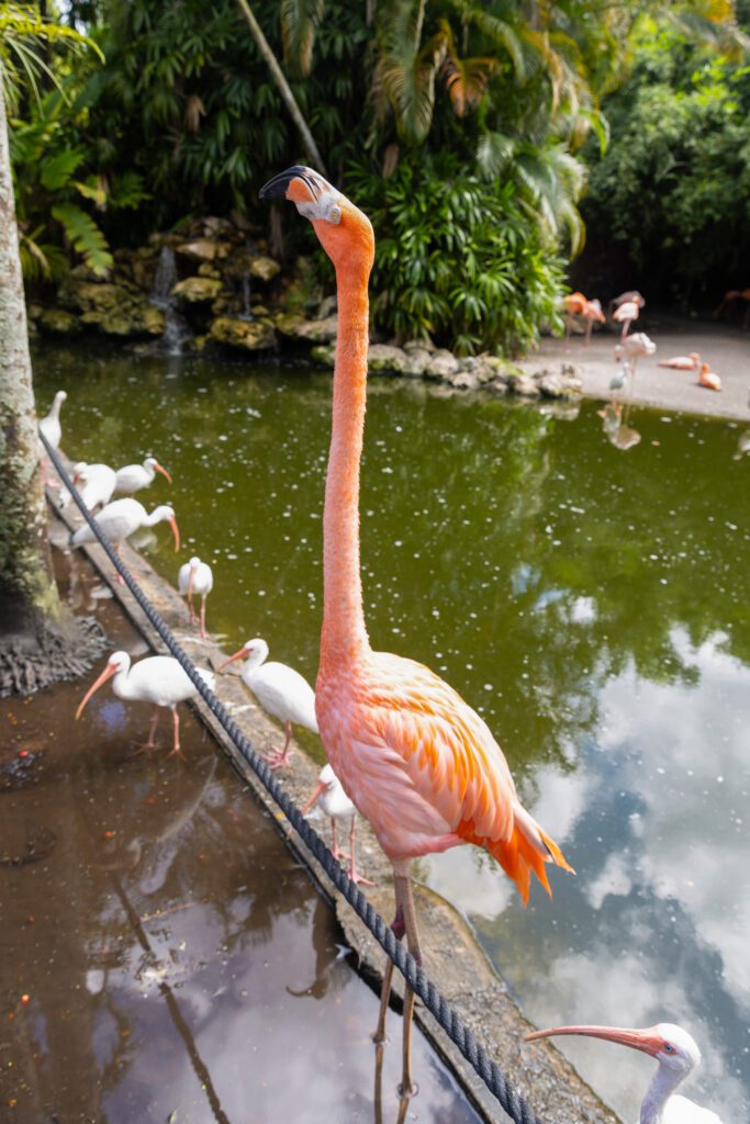 Flamingo Gardens, Fort Lauderdale, Florida