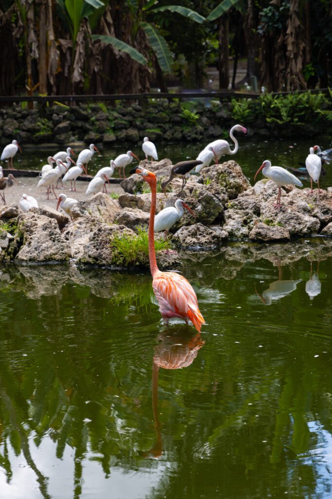 Flamingo Gardens, Fort Lauderdale, Florida